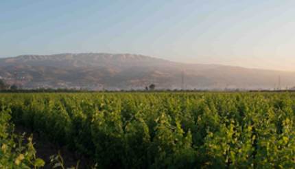 Domaine Wardy Zahle vineyard