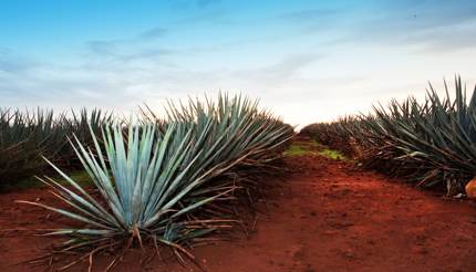 Blue agave plant in Jalisco, Mexico
