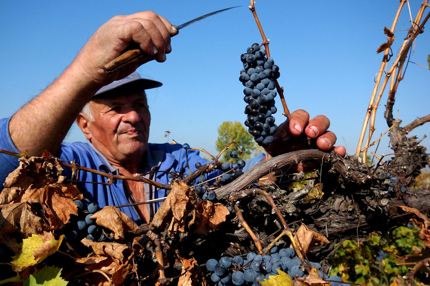 Grape harvast near Plovdiv, Bulgaria