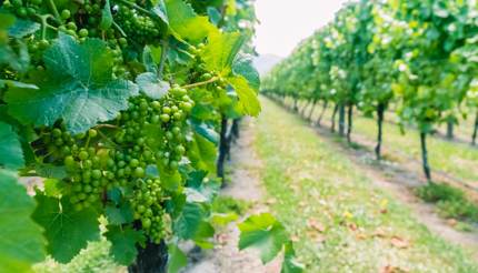 Sauvignon Blanc grapes in Marlborough Vineyard, New Zealand