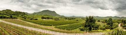 A cloudy morning over Hua Hin Hills vineyard