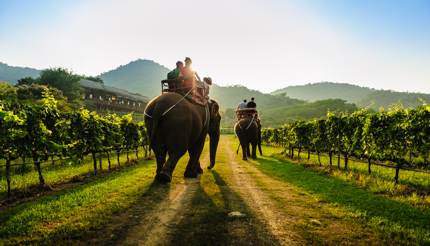 Tourists riding elephants in Thailand