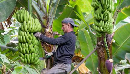 Banana is the main crop in Tenerife
