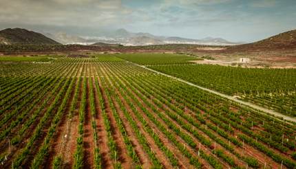 Vineyards in Tenerife