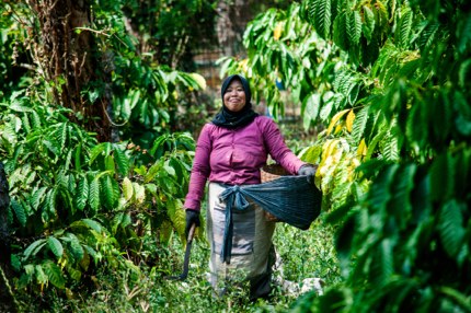 A coffee farmer in Java, Indonesia