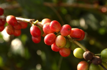 Kona coffee, Hawaii