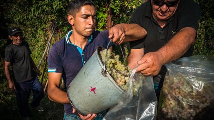 Grape harvesting in Telavi, Georgia