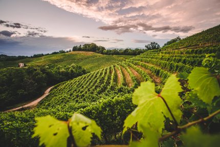 A vineyard in Friuli Venezia Giulia, Italy