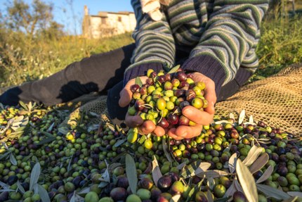 An olive harvest