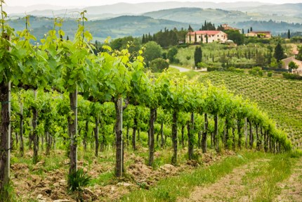 A vineyard in Tuscany