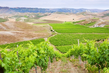 Vineyards in Cirò, a commune in Calabria