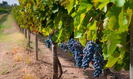A vineyard with Aglianico grapes in Campania
