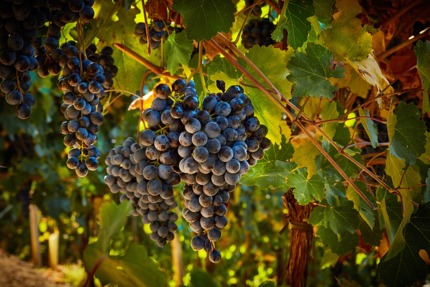 Lambrusco grapes