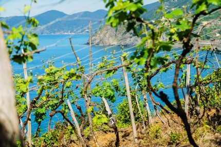 Terraced vineyards in Liguria