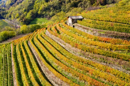 Terraced vineyards in Valtellina, Lombardy