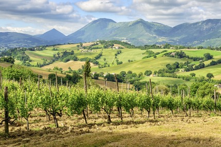 Vineyards near Camerino, Le Marche