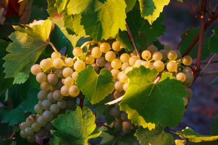 Verdicchio grapes in Matelica, Le Marche