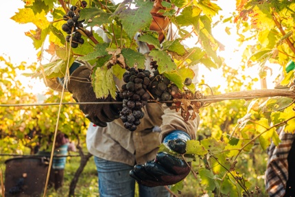 Harvesting of Primitivo grapes in Puglia