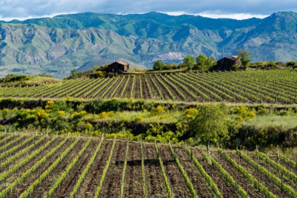 Vineyards on the slopes of Mt Edna