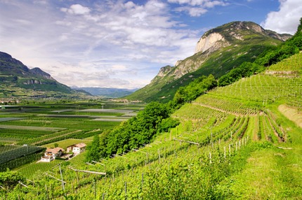 Vineyards in Trentino, Italy