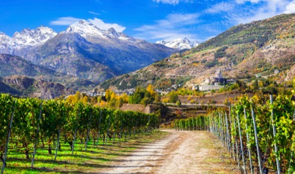 A vineyard in Valle d’Aosta