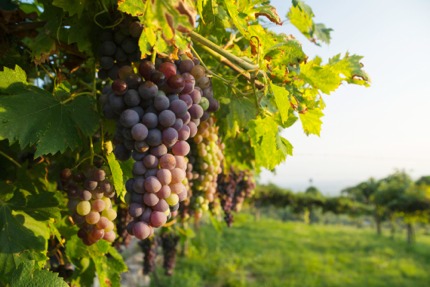 Corvina Veronese grapes