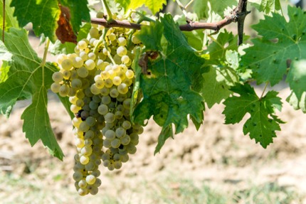 Vernaccia grapes
