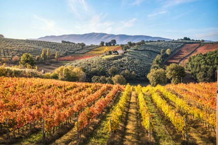 Vineyards in Montefalco, Umbria