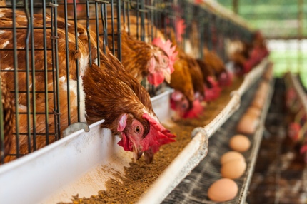 Egg farming in cages