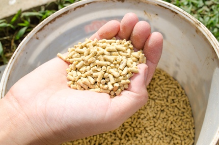 Chicken feed, including pellets, is mostly made from grain.