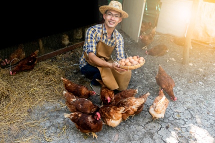 Organic eggs from a small farm