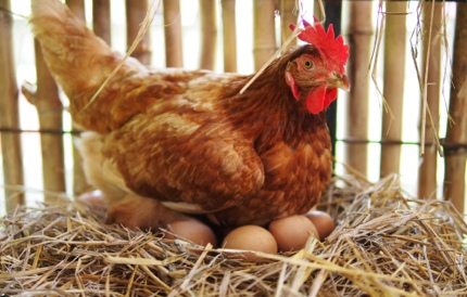 A broody hen