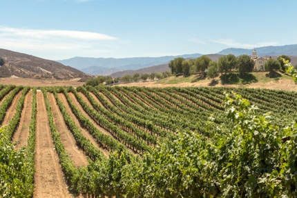 A vineyard in Temecula Valley