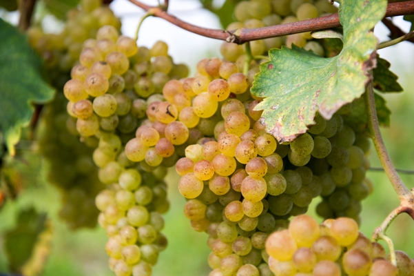 trebbiano - A World of Food and Drink