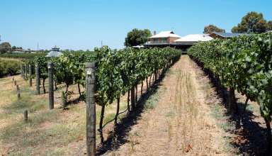 Vineyard at the Margaret River region of Perth, Western Australia. Sunny climate.