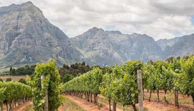 Vineyard Stellenbosch