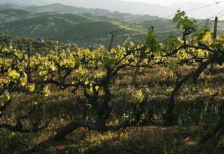 Vineyards in Bulgaria