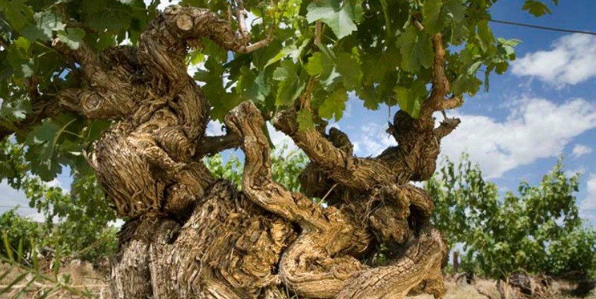 Old shiraz vine used in Gibson wines
