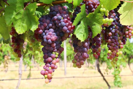 Pino Noir Grapes
