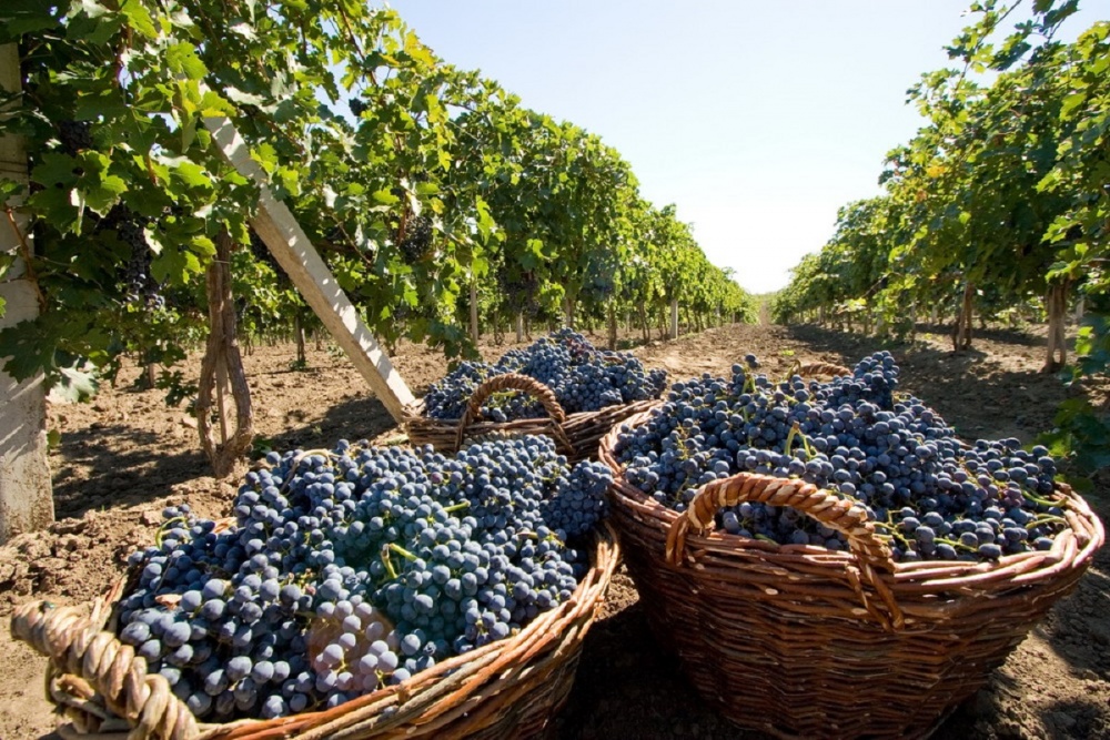 Image result for white wine grapes moldova