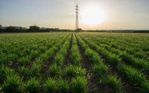 Tiger nut plantation.