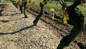 The gravelly soil of Pessac-Leognan