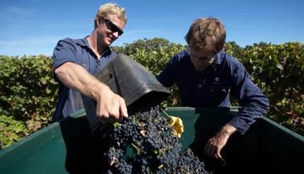 Vasse Felix Harvest