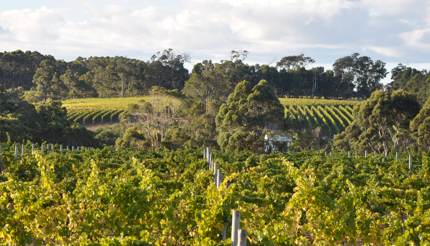 Margaret River, Vineyard, WA