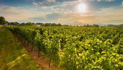 Vines in Nova Scotia