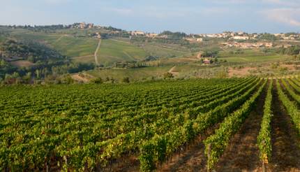 Vinyard in Tuscany, Italy