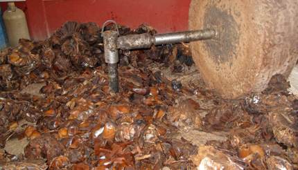 Millstone crushing maguey plant in Oaxaca, Mexico