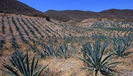 Maguey plants field, Oaxaca, Mexico