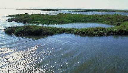 Sado Estuary, Comporta