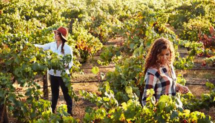 McBride Sisters working in their vineyard